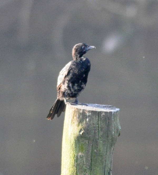 Marangone minore junior